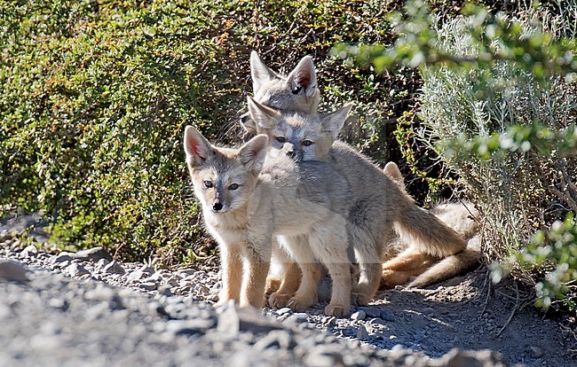 Grey Fox (Urocyon cinereoargenteus) cubs near their den in Chili. stock-image by Agami/Dani Lopez-Velasco,