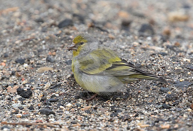 Female Citril Finch (Carduelis citrinella) foraging on the ground in Spain. stock-image by Agami/Dani Lopez-Velasco,