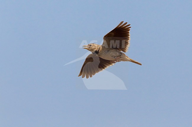 Kalanderleeuwerik baltsend en zingend in de lucht; Calandra Lark displaying and singing in the air stock-image by Agami/Daniele Occhiato,