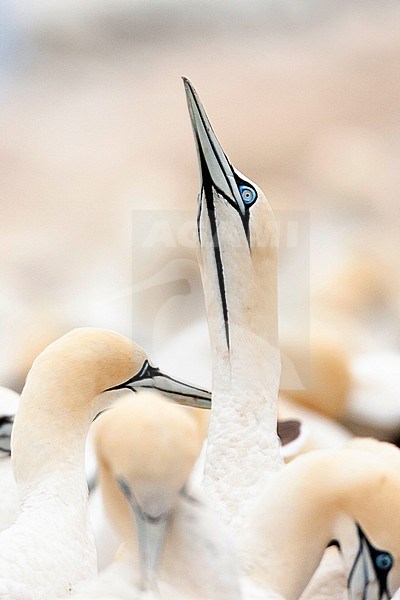 Cape Gannets (Morus capensis) at colony of Bird Island Nature Reserve in Lambert’s Bay, South Africa. stock-image by Agami/Marc Guyt,