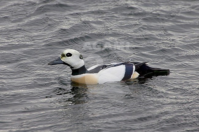 Stellers Eider, Steller's Eider, Polysticta stelleri stock-image by Agami/Daniele Occhiato,