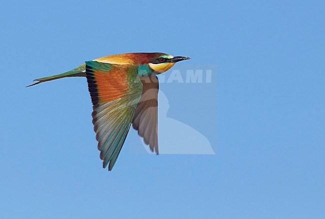 Bijeneter in vlucht, European Bee-eater in flight stock-image by Agami/Markus Varesvuo,