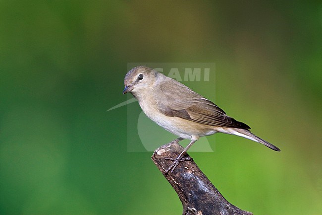 Tuinfluiter zittend op een tak; Garden Warbler perched on a branch stock-image by Agami/Marc Guyt,