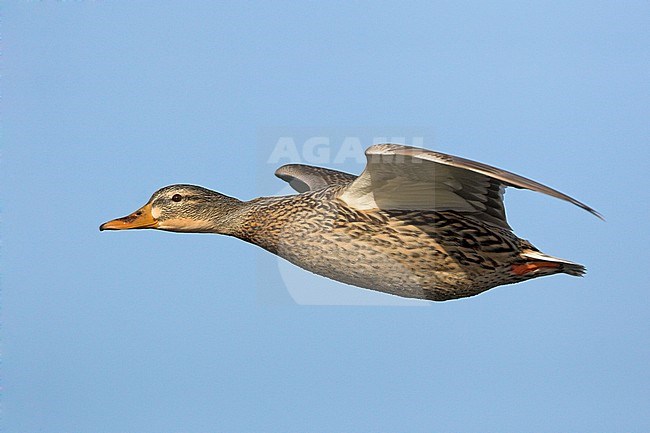 Mallard duck  (Anas platyrhynchos) flying in Victoria, BC, Canada. stock-image by Agami/Glenn Bartley,