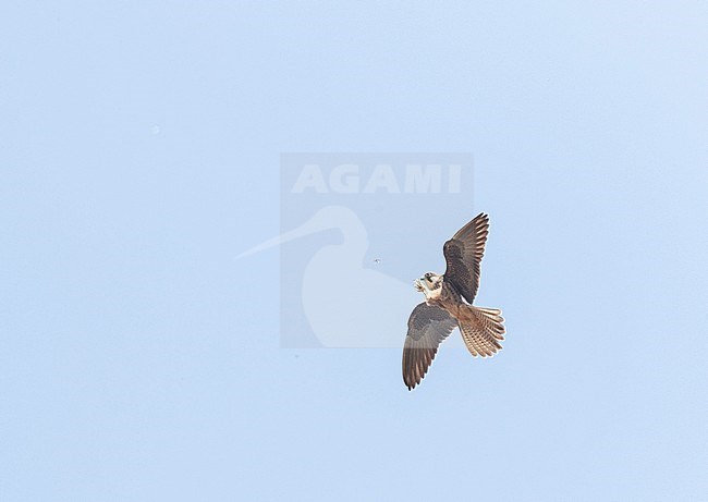 Pale morph Eleonora's Falcon (Falco eleonorae) in flight over Cyprus. Catching an insect in mid air. stock-image by Agami/Marc Guyt,