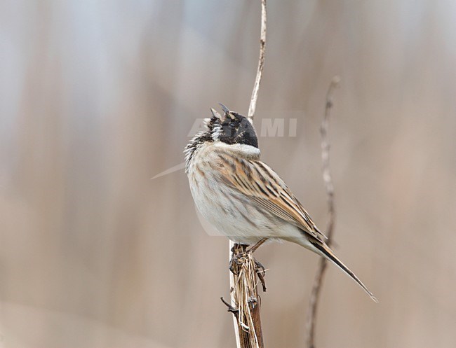 Zingende Rietgors zittend op stengel. Singing Reed Bunting sitting on twig stock-image by Agami/Ran Schols,
