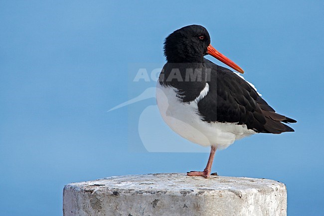 Scholekster zittend op dukdalf; Eurasian Oystercatcher perched on mooring stock-image by Agami/Rob Olivier,