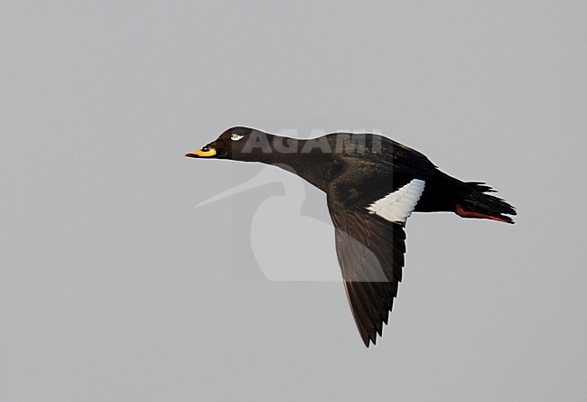 Mannetje Grote Zee-eend in de vlucht; Male Velvet Scoter in flight stock-image by Agami/Markus Varesvuo,