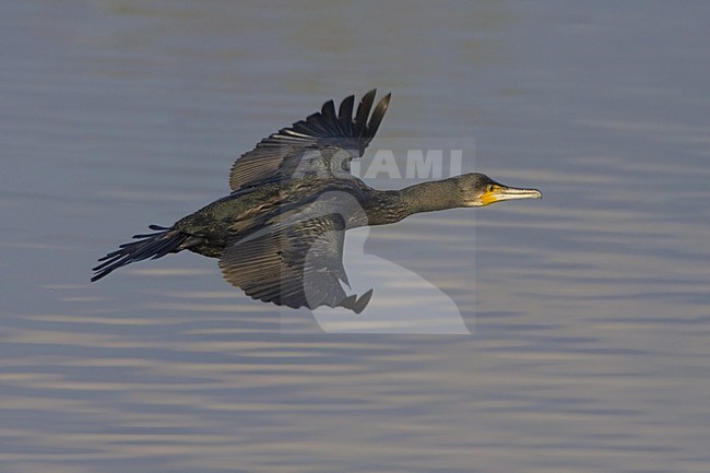 Great Cormorant flying; Aalscholver vliegend stock-image by Agami/Daniele Occhiato,