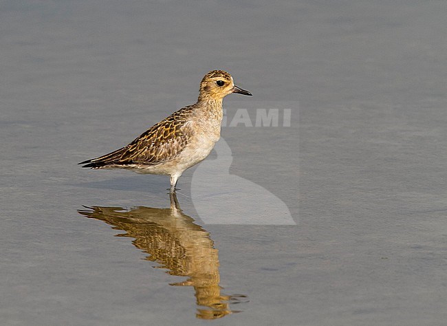 Pacific Golden Plover (Pluvialis fulva) on salt pan near Gulf of Thailand stock-image by Agami/Edwin Winkel,