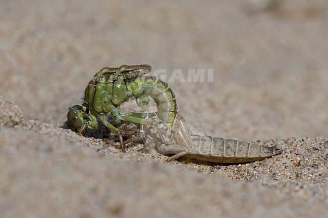 Emerging River Clubtail (8/12); emerging, after 12 minutes; UItsluipende Rivierrombout (8/12); uitsluipend; na 12 minuten stock-image by Agami/Arie Ouwerkerk,