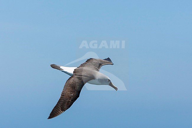 Vliegende Atlantische Geelsnavelalbatros, Atlantic Yellow-nosed Albatross in flight stock-image by Agami/Wil Leurs,