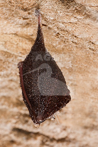 Slapende Kleine Hoefijzerneus; Sleeping Lesser Horseshoe Bat stock-image by Agami/Theo Douma,