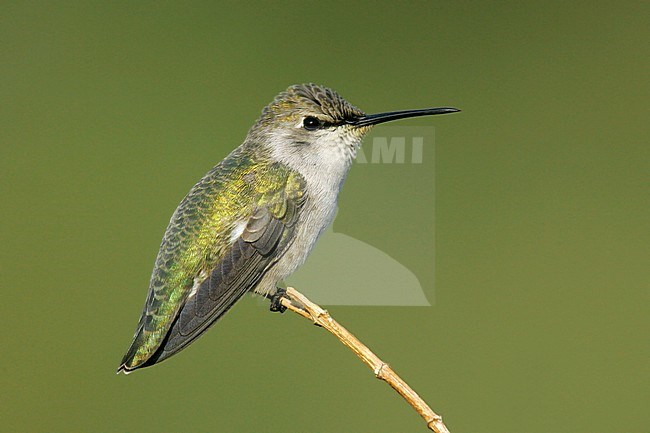 Adult female
Kern Co., CA
October 2005 stock-image by Agami/Brian E Small,