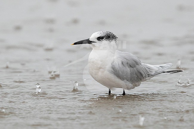 Sandwich Tern (Thalasseus sandvicensis), adult in winter plumage standing in the water, Campania, Italy stock-image by Agami/Saverio Gatto,