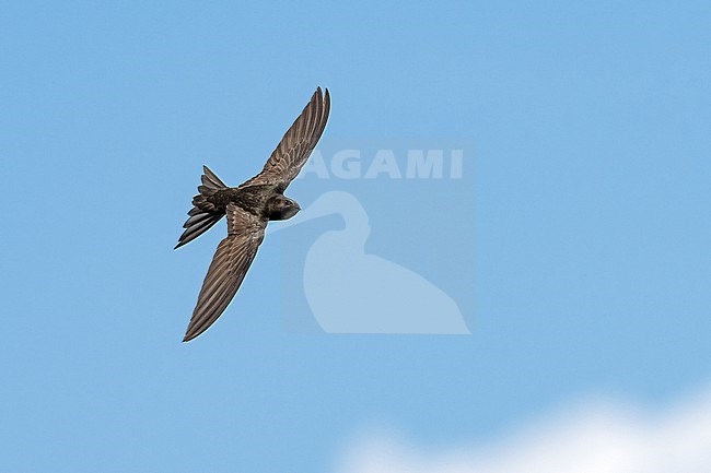 Common Swift (Apus apus) flying agains blue sky in Bulgaria. stock-image by Agami/Marcel Burkhardt,