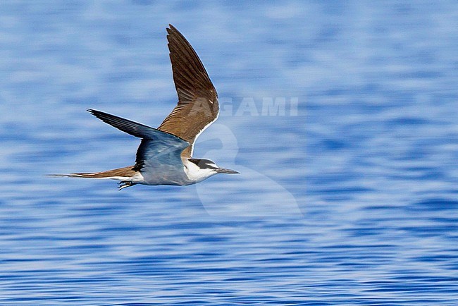 Volwassen Brilstern in vlucht, Adult Bridled Tern in flight stock-image by Agami/David Monticelli,