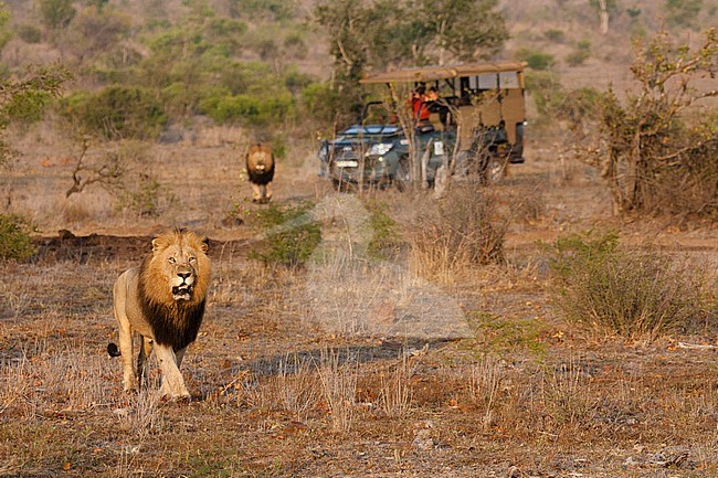Lion (Panthera Leo) males walking at Kruger National Park with tourist car in background stock-image by Agami/Caroline Piek,