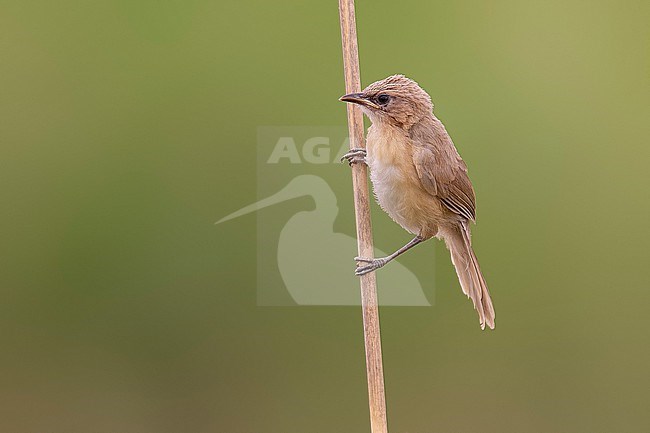 Juvenile Iraq Babbler (Turdoides altirostris) perched on a reed in Bireçik, Turkey. stock-image by Agami/Vincent Legrand,