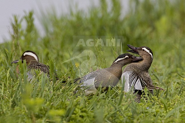 Zomertaling, Garganey stock-image by Agami/Daniele Occhiato,