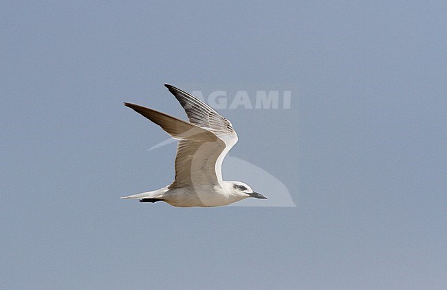 Onvolwassen Lachstern in vlucht; Immature Gull-billed Tern (Gelochelidon nilotica) in flight stock-image by Agami/James Eaton,
