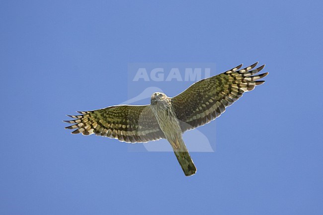 Blauwe Kiekendief; Hen Harrier; Circus cyaneus stock-image by Agami/Jari Peltomäki,