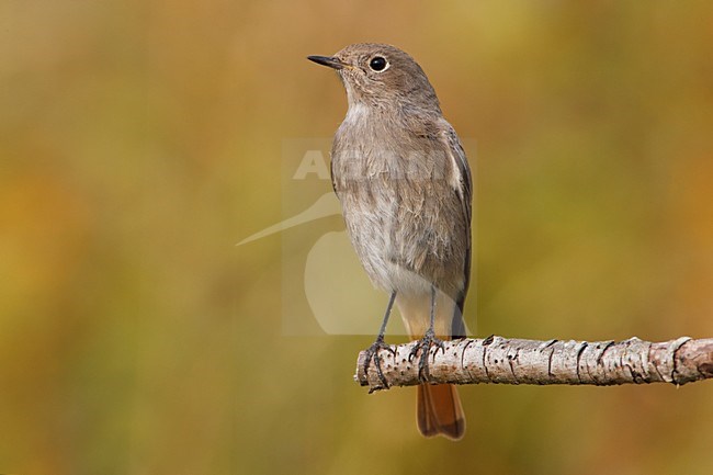 Zwarte Roodstaart zittend op takje; Black Redstart perched on a stick stock-image by Agami/Daniele Occhiato,