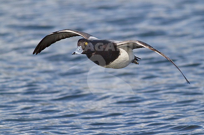 Lesser Scaup (Aythya affinis) flying in Victoria, BC, Canada. stock-image by Agami/Glenn Bartley,