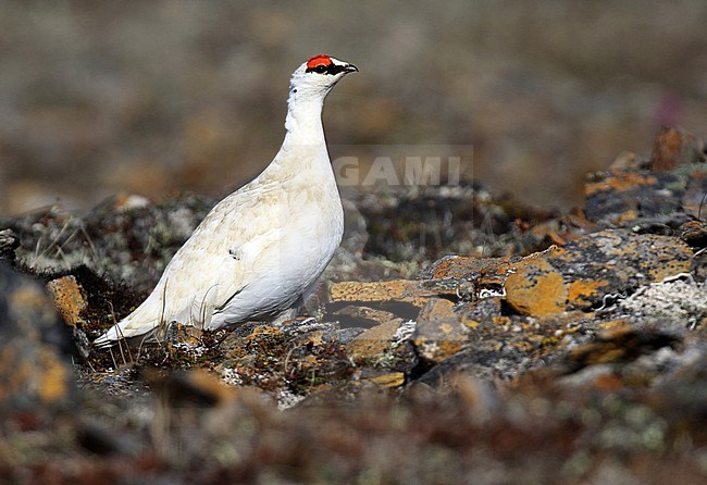 Alaskan Rock Ptarmigan (Lagopus muta kelloggae) in Alaska, United States. stock-image by Agami/Dani Lopez-Velasco,