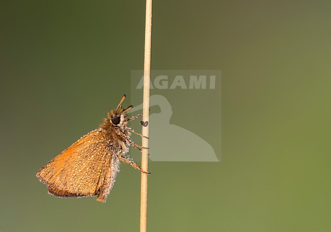 Vlinder met dauw, Butterfly with dew stock-image by Agami/Reint Jakob Schut,