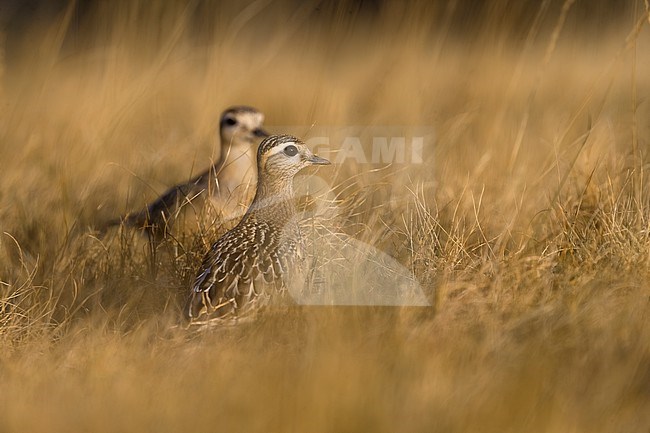 Eurasian Dotterel, Charadrius morinellus, in Italy. stock-image by Agami/Daniele Occhiato,