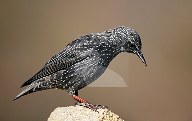 Zwarte Spreeuw; Spotless Starling stock-image by Agami/Markus Varesvuo,