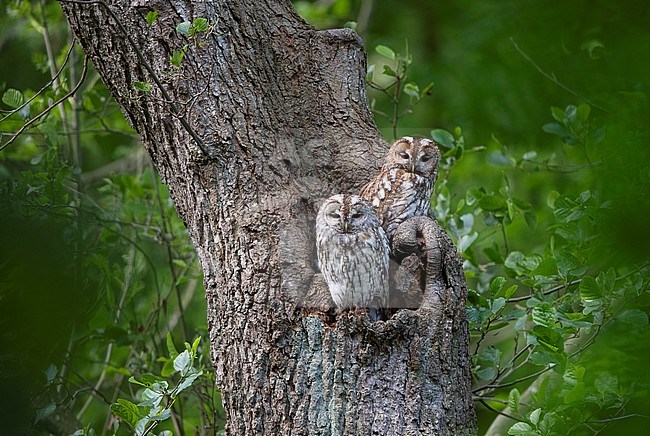 Two adult Tawny Owl (Strix aluco) perched in a hole in a tree at Gribskov, Denmark. The two birds have different color morphs - brown and grey. stock-image by Agami/Helge Sorensen,