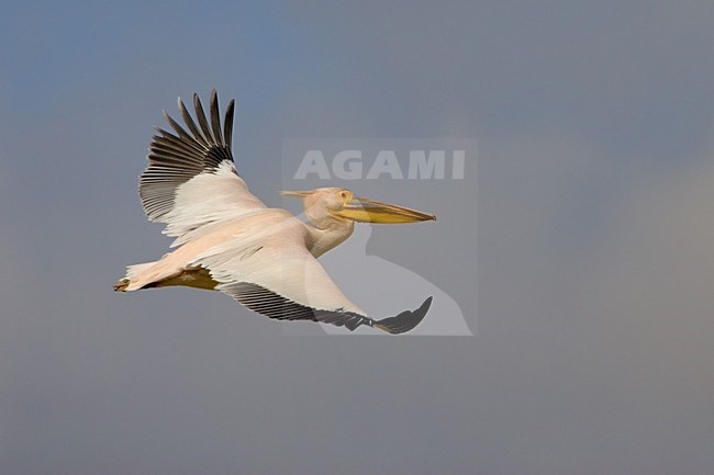 Great White Pelican flying; Roze Pelikaan vliegend stock-image by Agami/Daniele Occhiato,