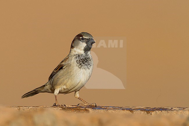 Huismus, House Sparrow, Passer domesticus ssp. tingitanus, adult male, Morocco stock-image by Agami/Ralph Martin,