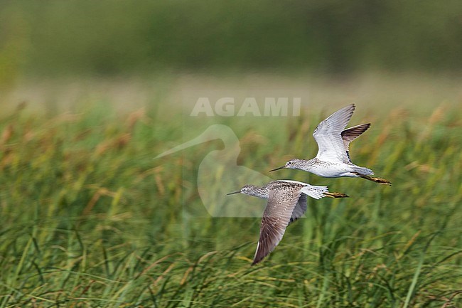 Marsh Sandpiper - TeichwasserlÃ¤ufer - Tringa stagnatilis, Russia (Tscheljabinsk), adult, breeding plumage stock-image by Agami/Ralph Martin,