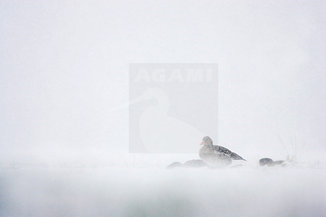 Grauwe Ganzen in een sneeuwbui; Greylag Geese in snow blizzard stock-image by Agami/Menno van Duijn,