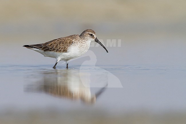 Curlew Sandpiper - Sichelstrandläufer - Calidris ferruginea, Oman, adult nonbreeding plumage stock-image by Agami/Ralph Martin,