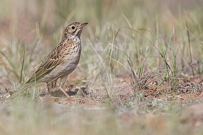 Puna Pipit (Anthus brevirostris) feeding in grassland  in Argentina stock-image by Agami/Dubi Shapiro,