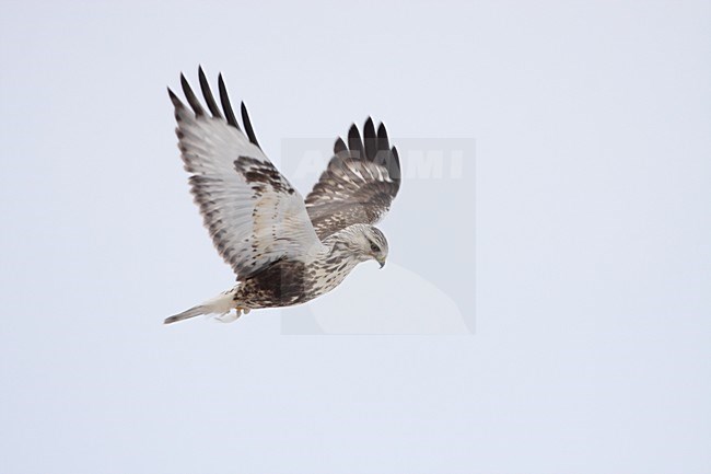 Juveniele Ruigpootbuizerd biddend; Juvenile Rough-legged Buzzard hovering stock-image by Agami/Karel Mauer,