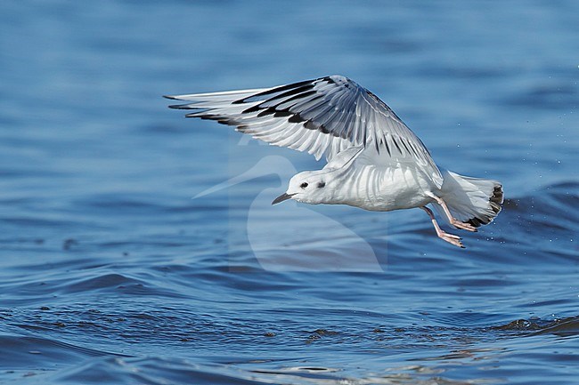 First-winter Bonaparte's Gull (Chroicocephalus philadelphia) at Cape May, New Jersey, March 2017. stock-image by Agami/Brian E Small,