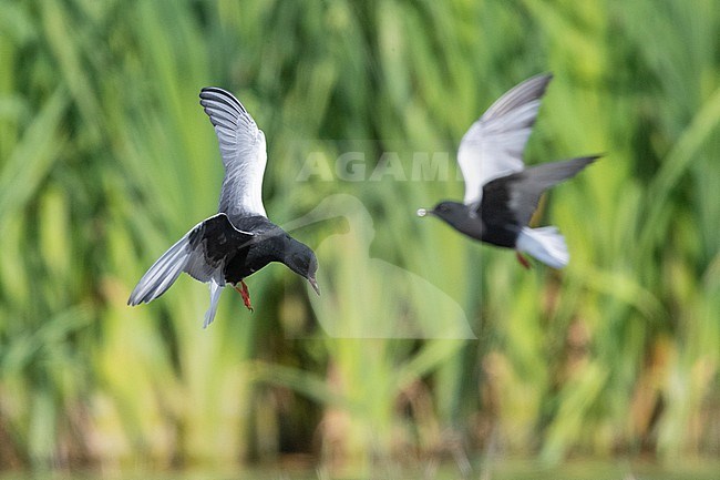 White-winged Tern (Chlidonias leucopterus), adults in flight, Campania, Italy stock-image by Agami/Saverio Gatto,