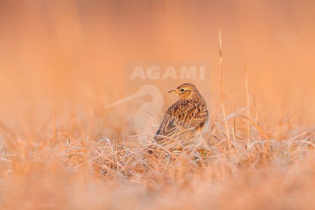 Eurasian Skylark - Feldlerche - Alauda arvensis arvensis, Germany stock-image by Agami/Ralph Martin,