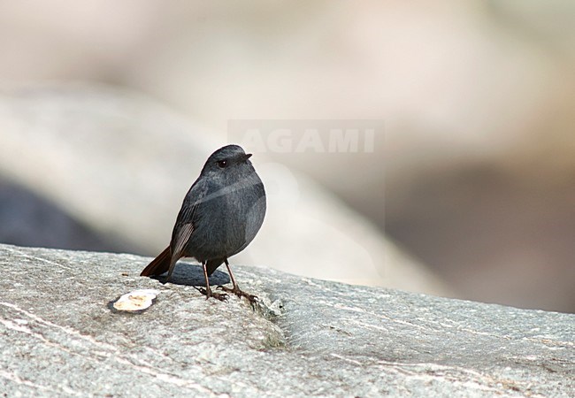 Waterroodstaart, Plumbeous Redstart, Rhyacornis fuliginosa stock-image by Agami/Marc Guyt,