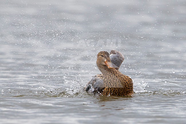 Slobeend, Northern Shoveler stock-image by Agami/Daniele Occhiato,