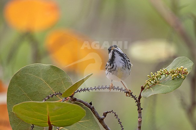 Male Blackpoll Warbler (Setophaga striata) perched on scrub in Dry Tortugas, USA stock-image by Agami/Helge Sorensen,