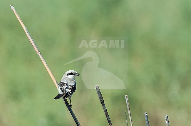 Lesser Grey Shrike, Kleine Klapekster, Lanius minor stock-image by Agami/Arend Wassink,