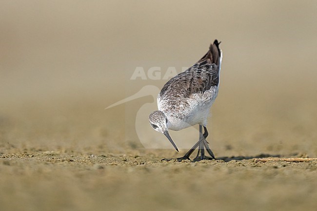 Adult non-breeding
Galveston Co., TX
May 2023 stock-image by Agami/Brian E Small,