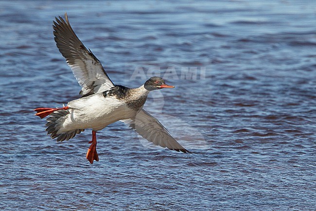 Red-breasted Merganser (Mergus serrator) flying in Churchill, Manitoba, Canada. stock-image by Agami/Glenn Bartley,