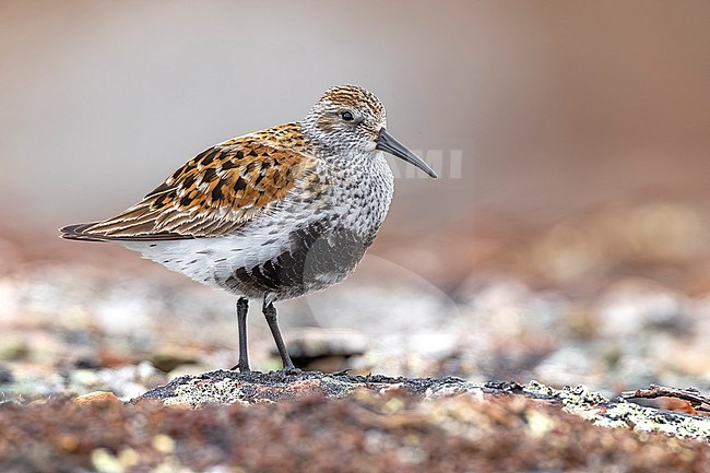 Dunlin (Calidris alpina) on arctic tundra of north Norway. stock-image by Agami/Daniele Occhiato,